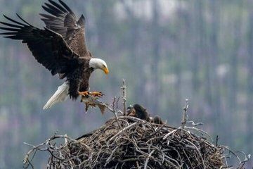 Evening Wildlife Tour in Jasper