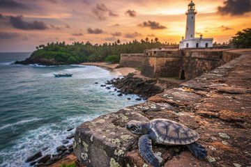 Galle Fort ,Turtle Hatchery & Jungle Beach Day Tour from Colombo