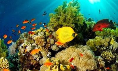 3-day trip on Bunaken Island, Tangkoko and Tomohon Manado