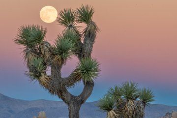 Joshua Tree Moonrise and Sunset Photography Workshop