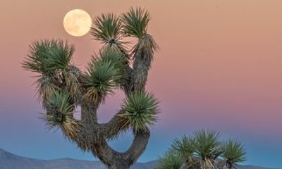 Joshua Tree Moonrise and Sunset Photography Workshop