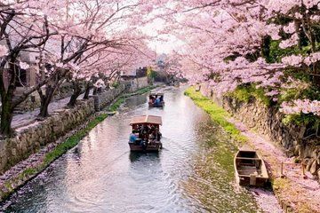 Cherry Blossoms and Omihachiman Canal Cruise in Kyoto