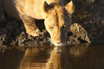 5-Day Tarangire, Serengeti & Ngorongoro Safari from Arusha