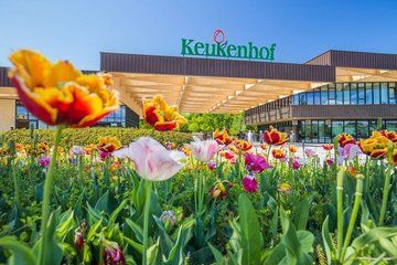 Shared Guided 9 Hour Tour to Keukenhof