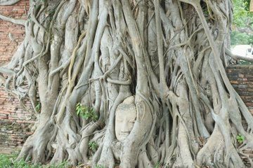 Half-day tour of the site of the temple and royal palace in Ayutthaya Province, Thailand (includes transfer car, entrance fee and Japanese guide) Lunch at a popular Thai restaurant