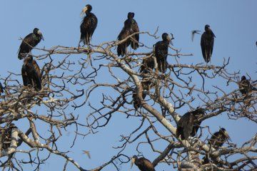 21 Days Safari Adventure Explore Zambia National Parks