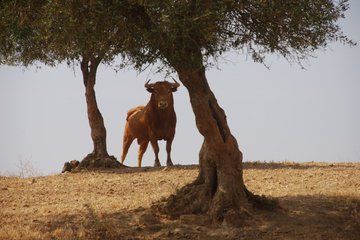 Exclusive Bull Ranch Winery and La Rabida Monastery Experience