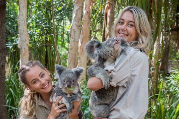 Koala and Wildlife Park Discover Magnetic Islands Native Animals