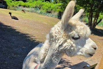 Alpaca World Nami Island Garden of Morning Calm from Seoul