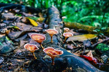 Kanneliya Rain Forest Guided Tour from Galle