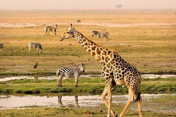 Tour Of Cape Town Safari