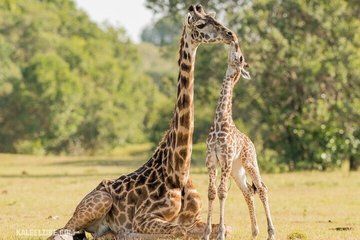 Private Full Day Safari Experience in Cape Town