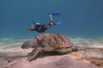 Snorkeling with Dugongs and Turtles in Marsa Alam