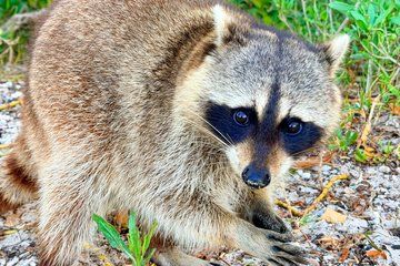 Miami Raccoon Island Adventure