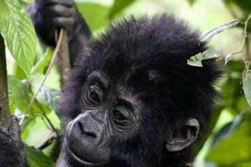 6 Days Primates and Wildlife Luxury Tour via Kigali