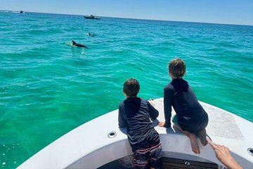 Private Dolphin and Snorkel Activity in Shell Island