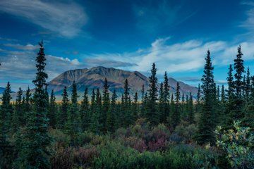 Wild Alaska Range Full-Day Scenic Journey from Fairbanks