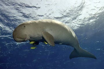 Coron Island Adventure Snorkeling Dugong Watching and More