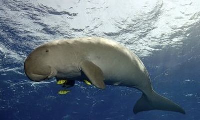 Coron Island Adventure Snorkeling Dugong Watching and More