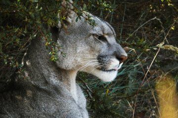 Puma Safari Torres Del Paine