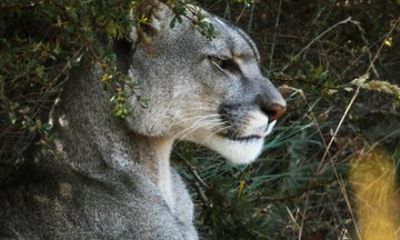Puma Safari Torres Del Paine