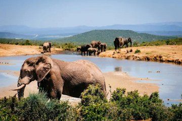 Addo Elephant Full Day Safari With Lunch