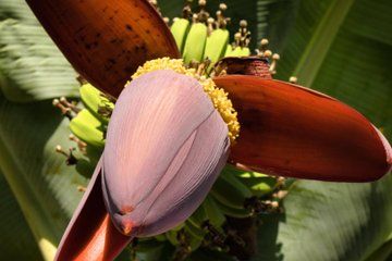 Visit an Organic Banana Plantation and Agroforest