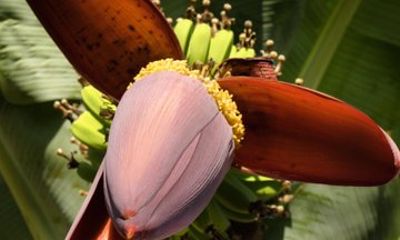 Visit an Organic Banana Plantation and Agroforest