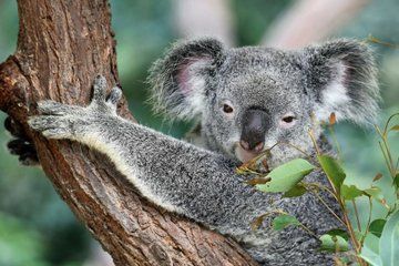 Australian Wildlife and Wine Tasting