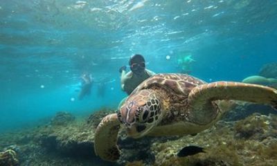Dumaguete Apo Island Adventure