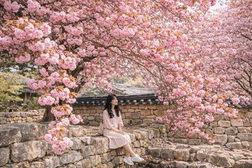 Korea King Cherry Blossom Day Tour from Seoul