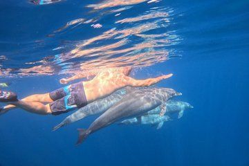 Official Dolphin House & coral reef snorkeling Trip with lunch