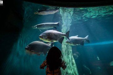Malaysia Aquaria KLCC Admission Kuala Lumpur Famous Landmarks