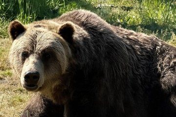 Limited Small Group: Capilano Suspension Bridge & Grouse Mountain