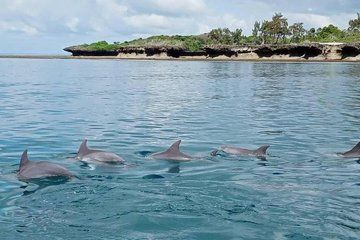 Wasini Dolphin Tour