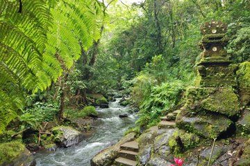 Real Bali Village Experience with Forest Walk and Water Cleansing