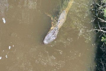 Swamp and Plantation Tour: Whitney, Oak Alley, or Laura