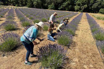 Mendocino Lavender Farm Tour