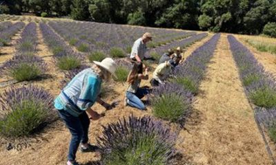 Mendocino Lavender Farm Tour