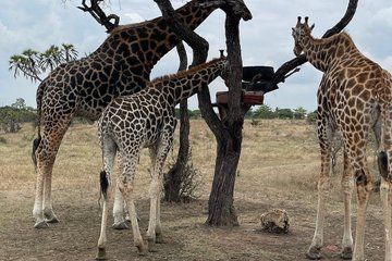 Mombasa: Nguuni Wildlife Walk & Mijikenda Village Experience