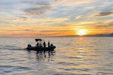 Private Sunset Whale & Dolphin Watching in San Diego