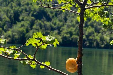 Villarrica National Park Guided Hike with Pickup