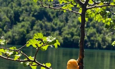 Villarrica National Park Guided Hike with Pickup