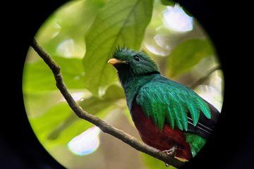 Monteverde Nature Walk in Cloud Forests and Wildlife