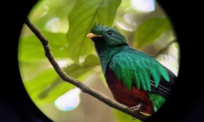 Monteverde Cloud Forest Wildlife Tour with Naturalist Guide