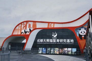 Chengdu Panda Base Tour Pandas with English Guide