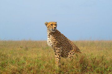 4 Day Tanzania Safari Tarangire, Serengeti and Ngorongoro Crater