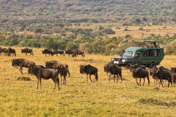 3 Day Maasai Mara Big Five Great Wildebeest Experience