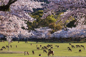 Nara and Uji Private Custom Tour from Kyoto