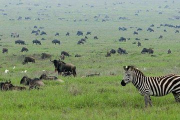 4 Day Tanzania Safari Tarangire Ngorongoro and Lake Manyara